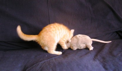 Tibert à l’attaque des idées reçues (aucun rat n’a été blessé pendant la prise de vue)