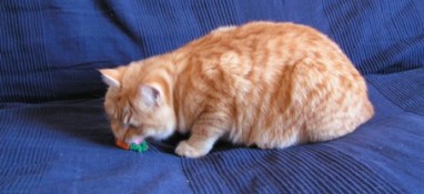 Tibert dévorant sa proie