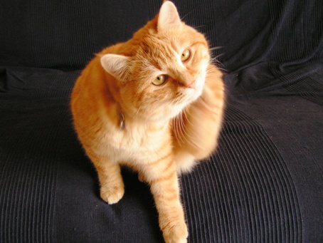 Tibert en pleine interrogation métaphysique sur les théories de stimulus-réponse