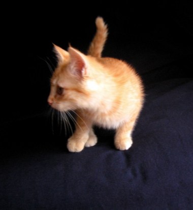 Tibert cherche à fuir (la mort? le bruit? l’ennui?)