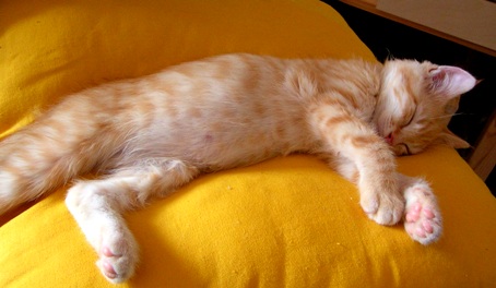 Tibert, un exemple de bonheur