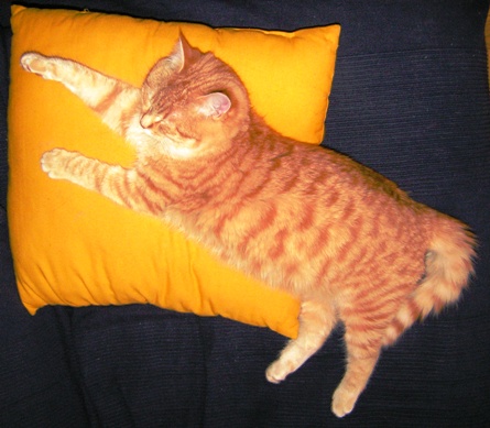 Tibert se prépare à produire un chef-d’oeuvre, demain