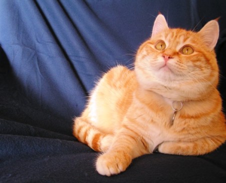 Tibert, intéressé par une histoire d’en haut