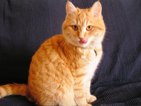 Tibert s’en pourlèche les babines