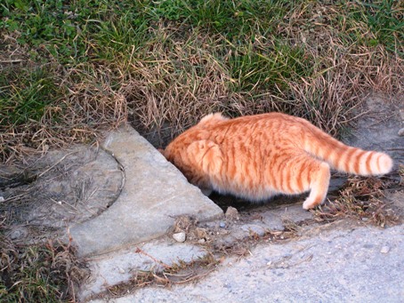 Tibert cherche toujours à aller au fond des choses