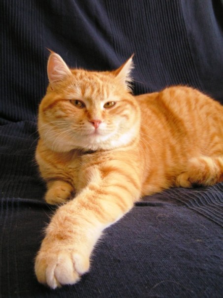 Tibert pose, sur un canapé de la gamme IKEA