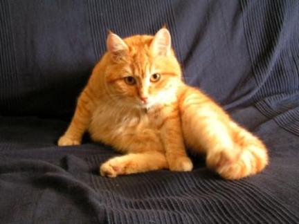 Tibert surpris en plein exercice de karaté