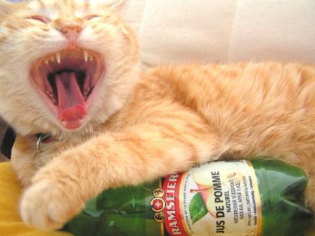 Pourquoi le jus de pommes fait-il des bulles?