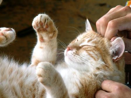 Tibert a disparu depuis bientôt un mois, le gredin!