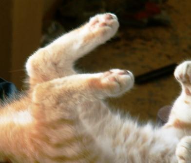 Quatre fers en l'air