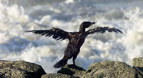 La colombe de la paix à du plomb dans l'aile