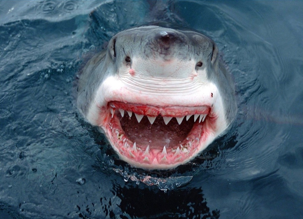 Le promoteur, cet inconnu