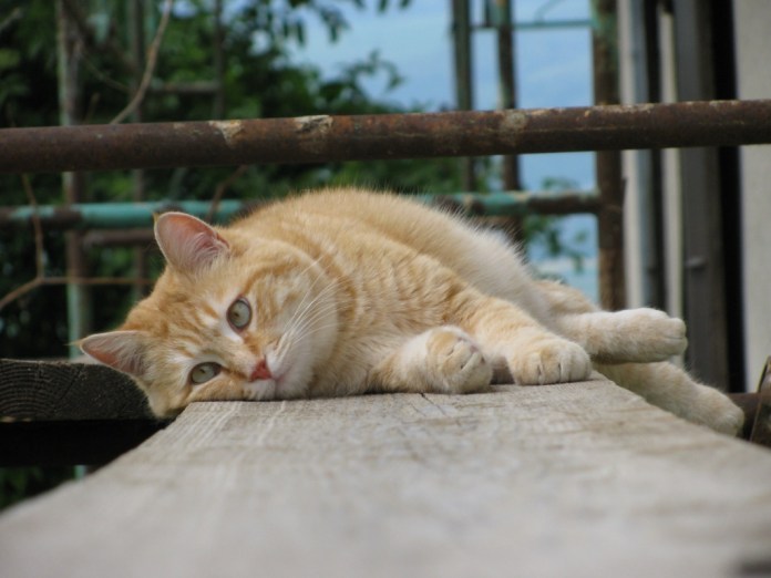 couché sur l'échafaudage