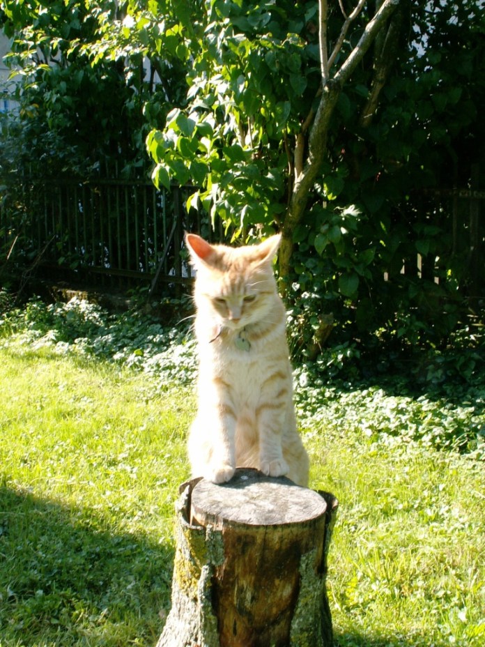 Tibert est imbattable en dendro-chronologie